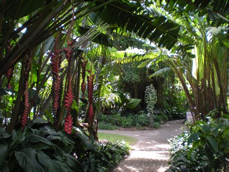 Cairns Botanical Gardens North Queensland Australia Tropical