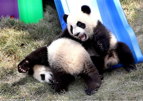 Adorable Baby Panda Twins Tussle Around In China Daily Mail Online