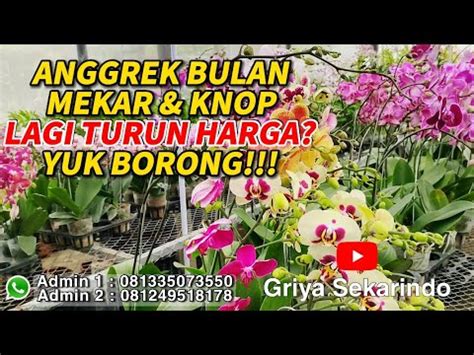 PROMO Anggrek Bulan Mekar Knop GRATIS ONGKIR BISA COD Ada Angbul Mini