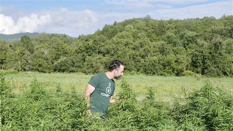 Waterbury Couple Buy Rare Vermont Cannabis License Seven Days Vermont