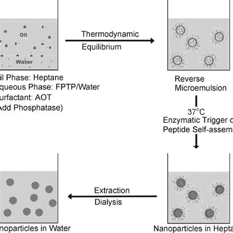 Scheme 2 Schematic Representation Of The Peptide Nanoparticle