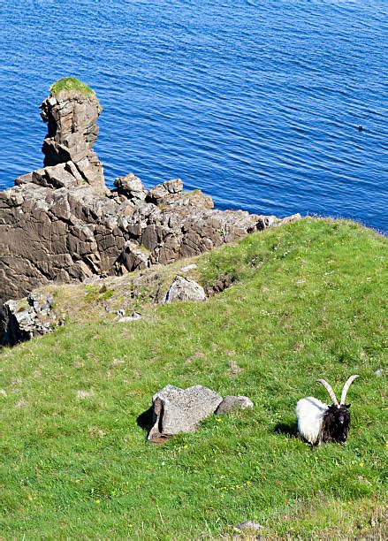 Iceland Sheep Stock Photos Pictures And Royalty Free Images Istock