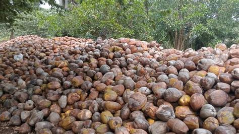 A Grade Pollachi Semi Husked Mature Coconut Packaging Size Kg