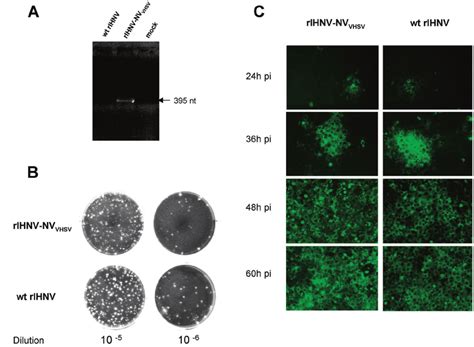 Recovery And Characterization Of RIHNV NV VHSV Virus Phenotype On EPC