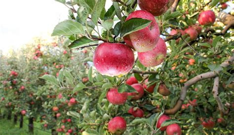 What Should You Spray Apple Trees With