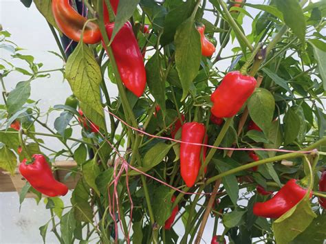 Capsicum Perennial | Dave's Seed