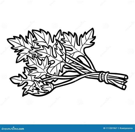 Coloring Book Parsley Stock Vector Illustration Of Black 111201967