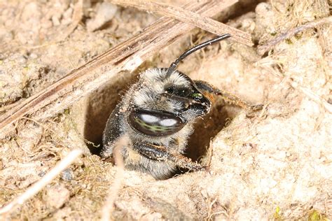 Observations From Meadowood October 2021 Audubon Society Of Northern