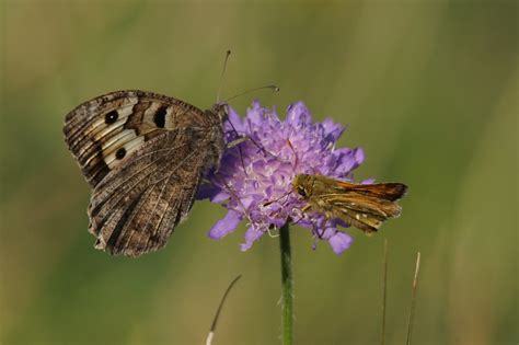 Berghexe Mit Dickkopffalter Berghexe Chazara Briseis C Flickr