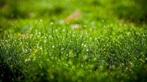 Wallpaper 1920x1080 Px Bokeh Depth Of Field Grass Green Leaves