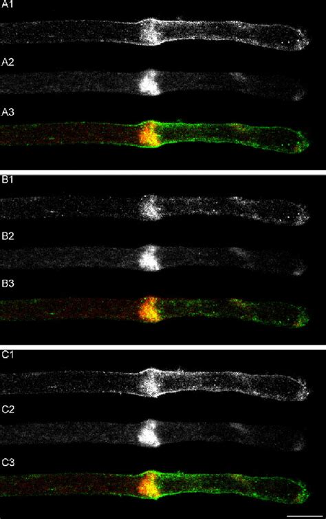 Accumulation And Fusion Of Golgi Derived Vesicles With The GCOC Plasma