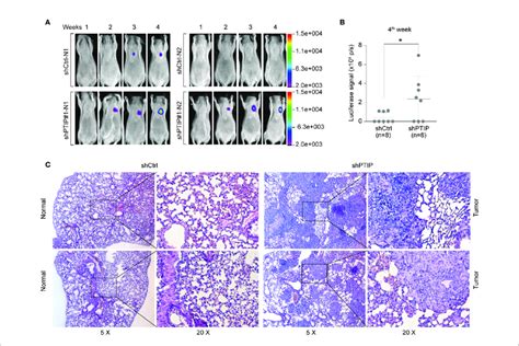 Ptip Inhibits Escc Cell Invasion And Migration In Vivo A B The