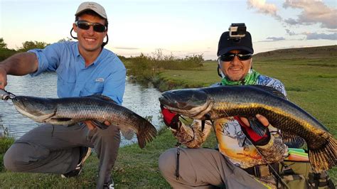 Pesca En Uruguay Doblete De Tarariras Tornasoladas Prehist Ricas Weekend