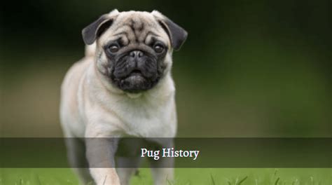 Pug History: Origin of the Pug Breed & Other Pug Facts 2024