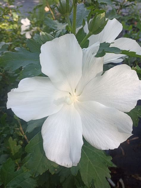 Hibiscus Syriacus Eleonore Pépinière Passiflore