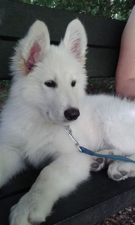 White German Shepherd Puppies For Adoption