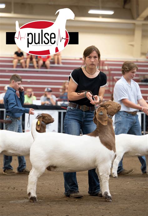 National Junior Boer Goat Show Jabga Fullblood Doe Show Top