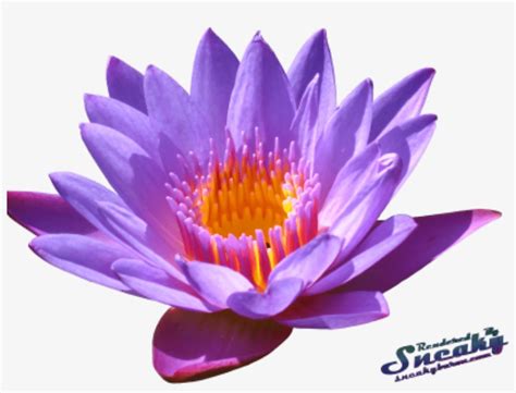 Free Png Water Lily Png Png Images Transparent Water Lily Transparent