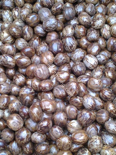 Jual Biji Karet Harga Murah Palembang Oleh Cv Alam Lestari