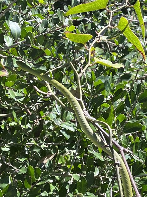 Rough Greensnake From Cape Hatteras National Seashore Rodanthe NC US