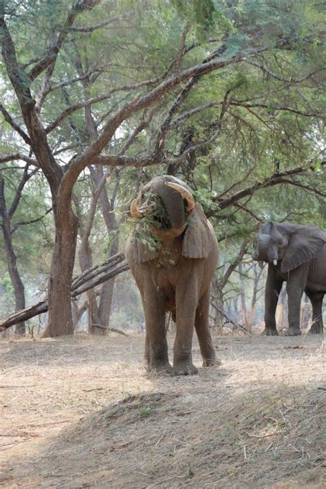 Elephant Acrobatics African Wildlife Elephant African Animals