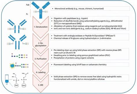 Function Of N Glycans Of Monoclonal Antibodies Creative Proteomics Blog