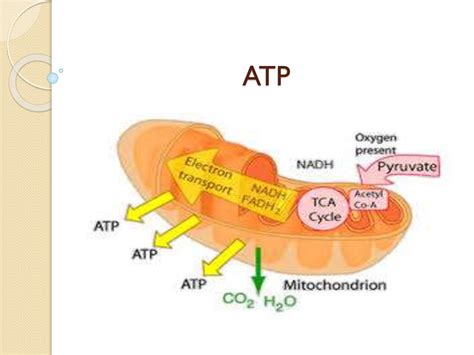 To Describe The Structure And Functions Of Atp