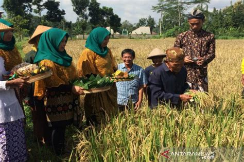 Sekilas Tradisi Wiwitan Ritual Petani Sebelum Memulai Panen Padi