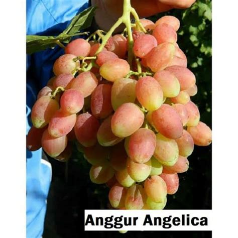 Bibit Anggur Import Angelica Garansi Valid Nara Garden