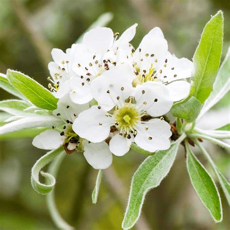 Pyrus Salicifolia Pendula Weeping Silver Pear Tree Free Uk Delivery