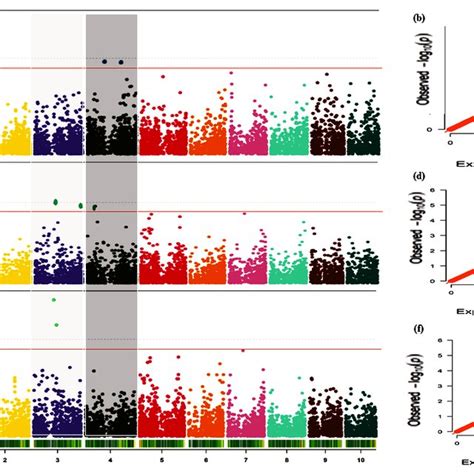 Manhattan Plots Left And Quantile Quantile QQ Plots Right For