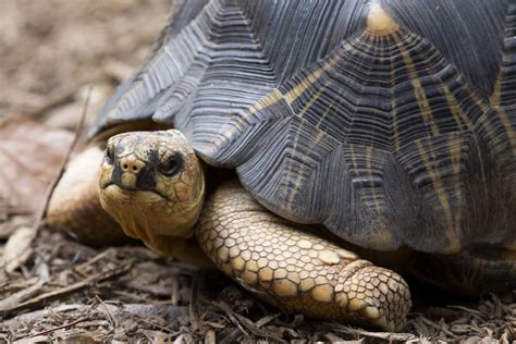 Radiated Tortoise - Zoo Atlanta