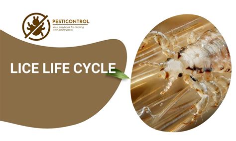 Lice Life Cycle Facts And Treatment