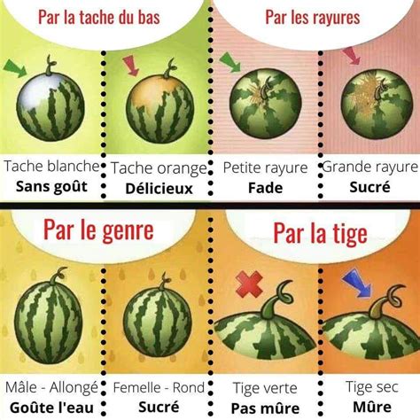 Comment déterminer si nos melons d eau sont mûrs Melon Food humor Fruit