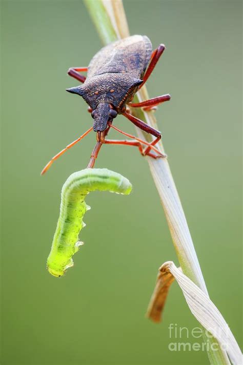 Spiny Shieldbug Photograph By Heath Mcdonald Science Photo Library Pixels