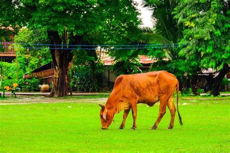 Vaca Gado Fazenda Foto Gratuita No Pixabay Pixabay