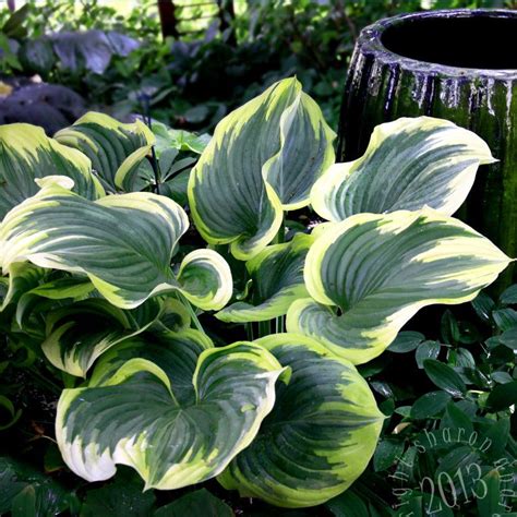 Giant Hosta Leaves With Pot Container Gardening Shade Giant Hosta Hostas