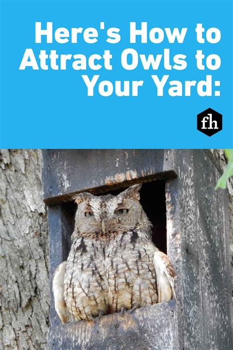 How To Attract Owls for Rodent Control in Your Yard | Owl habitat
