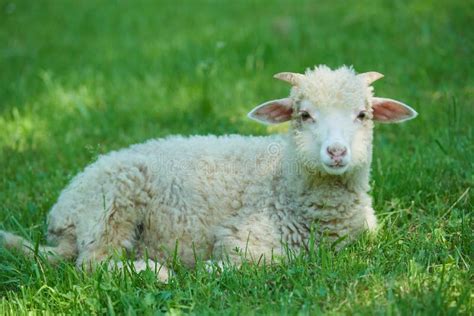 Sheep Lying On The Grass Stock Image Image Of Space 55159391