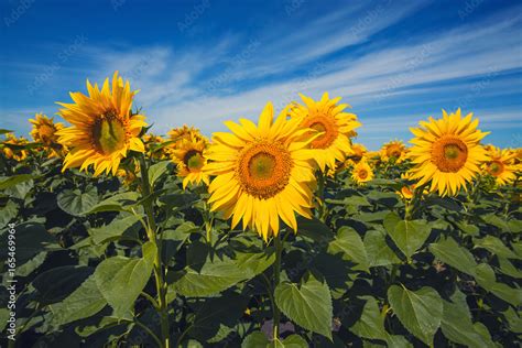 Sunflower field landscape Stock Photo | Adobe Stock