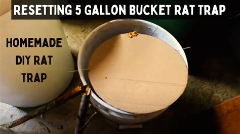 Drop In Bucket Rat Trap At Holly Tardiff Blog