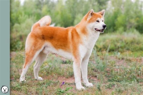 Japanese Akita Inu Coat Colors | Coats and Colors