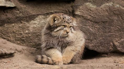 Pallass Cat Kitten Is Learning To Put Paws On A Tail Youtube