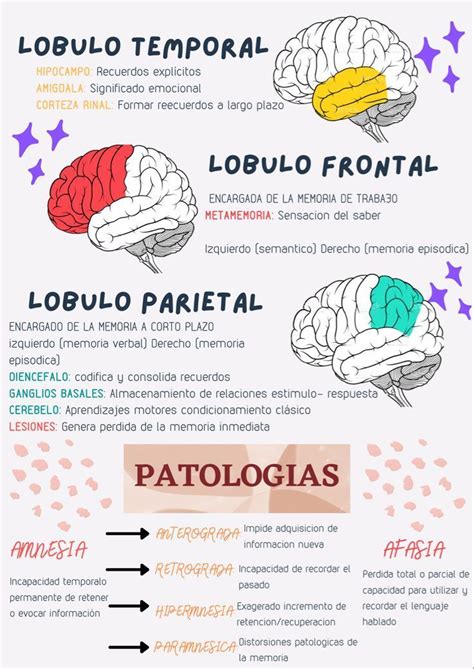 L Bulo Partes Y Patolog As Imagenes De Psicologia Cosas De