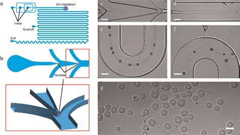 Scheme Of The Microfluidic Device Used For Producing Capsules With A