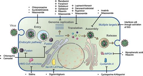 Frontiers Strategy Progress And Challenges Of Drug Repurposing For