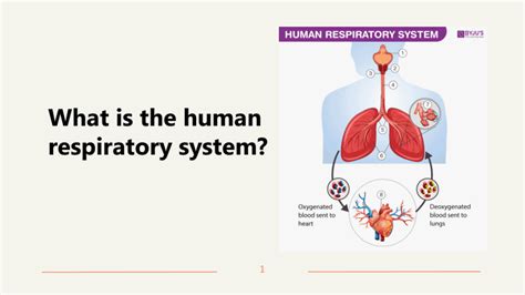 Human Respiratory System Explained