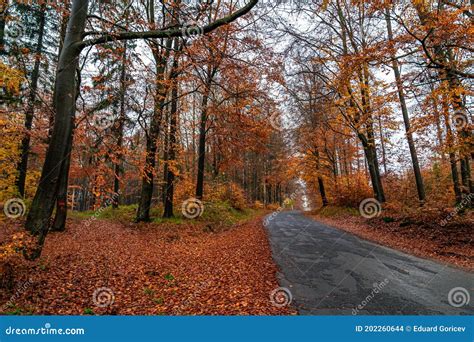 Estrada De Asfalto Florestal Na Floresta Do Outono Foto De Stock