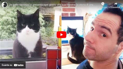 Un Gatto Randagio Si Presenta Ogni Giorno Alla Sua Finestra La Storia