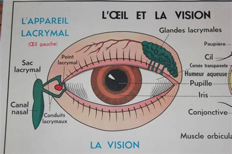 Vintage Human Anatomy French School Poster L Oeil Par Lojavintage